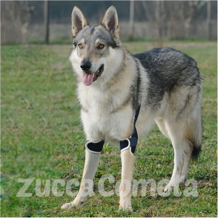 BT SOFT PLUS - tutore per gomito doppio - cane - Balto
