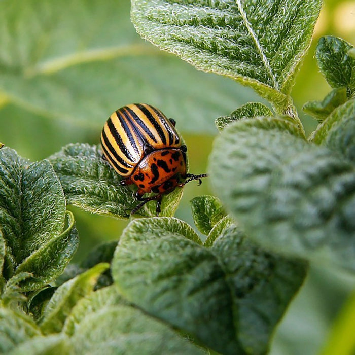 Homeoplant Cocciniglie – rinforza le difese delle piante - Flortis