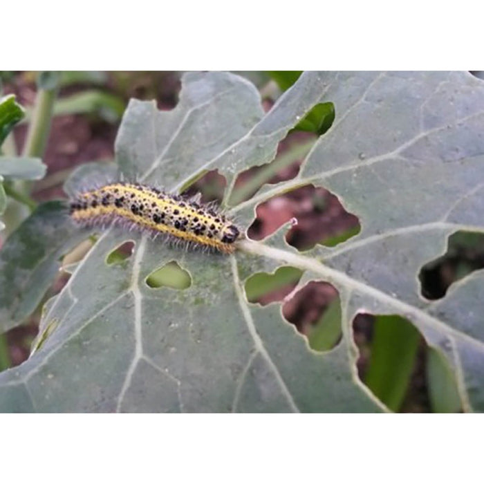 Litotamnio - polvere di roccia per piante - barriera contro insetti masticatori - Flortis Eco